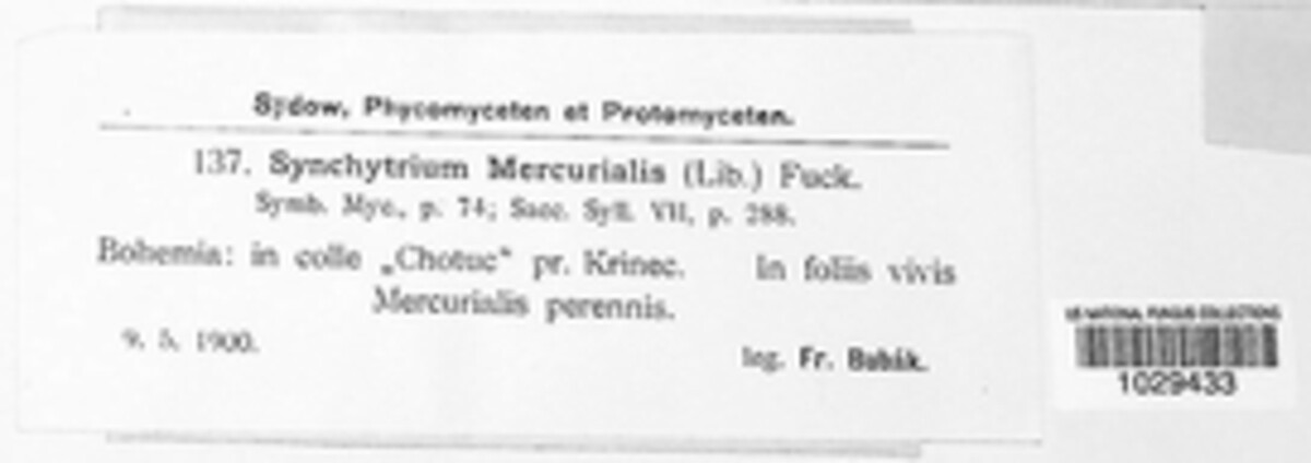 Synchytrium mercurialis image